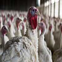 فروش بوقلمون گوشتی - بیوتی  سفید  - قیمت بوقلمون در تهران در گروه مرغ و خروس و بوقلمون و اردک قو قاز در یکمیوه