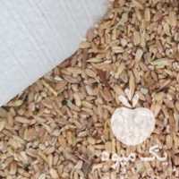 فروش گندم خوراک دام مرغ و گوسفند و گاو بره در مشهد در گروه خرید فروش عمده گندم و جو - بلغور شیرازی فروش عمده محصول کشاورزی در یکمیوه