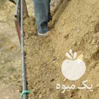 فروش کودگوسفندی وگاوی مرغوب در یزد در گروه خرید فروش کود و مواد شیمیایی - اوره پتاس مرغی کمپوست آهن در یکمیوه