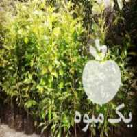 فروش عمده و تکی انواع نارنج گلدانی ، نایلونی و خزانه در ساری در گروه خرید فروش بسته بندی نایلونی - کیسه نایلکس مشما پلاستیک در یکمیوه