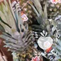 فروش آناناس موز زنجبیل نارگیل انگور میوه خارجی در تهران در گروه خرید فروش عمده انگور - یاقوتی شانی عسگری بی دانه قرمز در یکمیوه