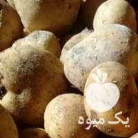 فروش سیب زمینی بذری در همدان در گروه خرید فروش عمده سیب زمینی - زودرس دیررس آگریا اسپریت اردبیل همدان در یکمیوه