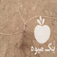 فروش بوته انگور در تاکستان در گروه خرید فروش عمده انگور - یاقوتی شانی عسگری بی دانه قرمز در یکمیوه