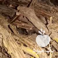 فروش نهال زرشک 100 % گرفتن با مشاوره در بیرجند در گروه خرید فروش نهال - انواع گردو پسته بادام سلطانی انگور در یکمیوه