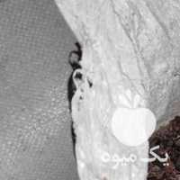 آگهی مشابه فروش کشمش بی دانه در قزوین در گروه آجیل - فروش عمده محصولات در یکمیوه