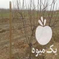 فروش نهال درخت سیب گرانی اسمیت در میلاجرد در گروه خرید فروش نهال - انواع گردو پسته بادام سلطانی انگور در یکمیوه