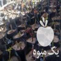 فروش نهال مرکبات در جهرم در گروه خرید فروش نهال - انواع گردو پسته بادام سلطانی انگور در یکمیوه