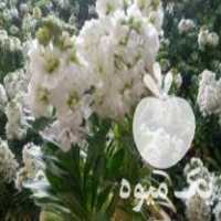 فروش گل شب بو و ماهی قرمز عید در شهرکرد در گروه خرید فروش عمده گیاهان زینتی - گرمسیری آپارتمانی باغچه آب در یکمیوه