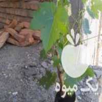 فروش نهال کشمش بی دانه سفید اصلاح شده در تویسرکان در گروه خرید فروش نهال - انواع گردو پسته بادام سلطانی انگور در یکمیوه