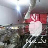 فروش لوازم پرورش قارچ آمل در مازندران در گروه خرید فروش عمده قارچ - دکمه ای خوراکی دارویی پرورشی کوهی در یکمیوه