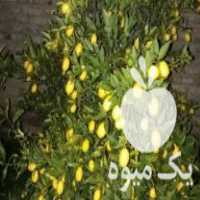 فروش نهال لیمو ترش لایم کوات باردار در میاندوآب در گروه خرید فروش نهال - انواع گردو پسته بادام سلطانی انگور در یکمیوه