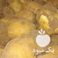 فروش سیب زمینی آگریا 97 در اردبیل در گروه خرید فروش عمده سیب زمینی - زودرس دیررس آگریا اسپریت اردبیل همدان در یکمیوه
