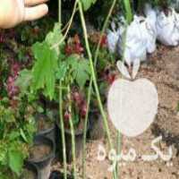 فروش نهال پاپایا یا خربزه درختی در قشم در گروه خرید فروش نهال - انواع گردو پسته بادام سلطانی انگور در یکمیوه
