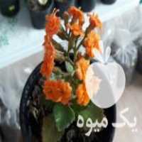 فروش گل و گلدون و نشا و قلمه و خاک بستر در بهشهر در گروه خرید فروش نشا - انواع گوجه برنج کاهو پیاز کاری فرنگی در یکمیوه