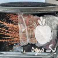 فروش نهال زرشک پلویی پر ریشه در کرج در گروه خرید فروش نهال - انواع گردو پسته بادام سلطانی انگور در یکمیوه