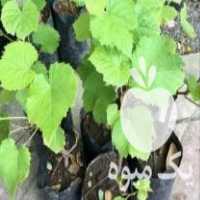 فروش انواع نهال در الیگودرز در گروه خرید فروش نهال - انواع گردو پسته بادام سلطانی انگور در یکمیوه