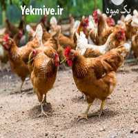 فروش جوجه مرغ لوهمن یک روزه با ضمانت اصیل -فروش لوهمن در تهران در گروه مرغ و خروس و بوقلمون و اردک قو قاز در یکمیوه