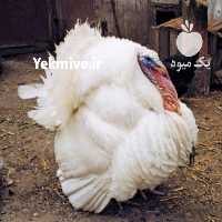 فروش جوجه بوقلمون بیوتی یک روزه ،  یک ماهه ، سه ماهه در تهران در گروه انواع تخم ها - مرغ بوقلمون پرنده عمده کشاورزی در یکمیوه