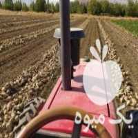 فروش انواع بذر چغندر اصلی kws آلمانی در کرمانشاه در گروه خرید فروش بذر - انواع محصول کشاورزی گوجه کتان میوه درخت در یکمیوه