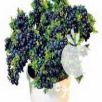 فروش انواع نهال های کمیاب گوجی بری بلوبری رزبری در ساری در گروه خرید فروش نهال - انواع گردو پسته بادام سلطانی انگور در یکمیوه