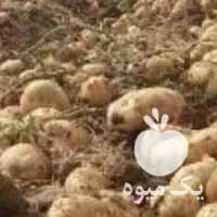 فروش سیب زمینی بذری آگریا 97 رزن در اردبیل در گروه خرید فروش عمده سیب زمینی - زودرس دیررس آگریا اسپریت اردبیل همدان در یکمیوه