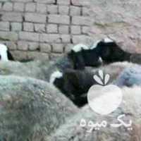 فروش گوسفند رومانف  ملارد  در تهران در گروه گاو و گوسفند و میش و بز کهره گوساله سمینتال در یکمیوه