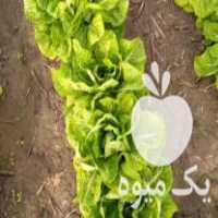 فروش کاهو پیچ مغز دار روغنی به مساحت 4000 متر در خان ببین در گروه خرید فروش عمده کاهو - رسمی پیچ سالادی فرانسوی چینی قرمز در یکمیوه