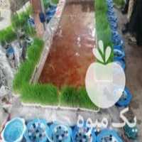 فروش ماهی شب عید در یزد در گروه انواع ماهی - سالمون شیر کپور قرمز شوریده سفید گوپی مرکب در یکمیوه