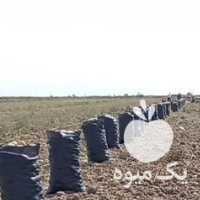 فروش سیب زمینی آگریا اردبیل در گروه خرید فروش عمده سیب زمینی - زودرس دیررس آگریا اسپریت اردبیل همدان در یکمیوه