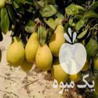 فروش نهالستان پالیز نهال میاندوآب در تهران در گروه خرید فروش نهال - انواع گردو پسته بادام سلطانی انگور در یکمیوه