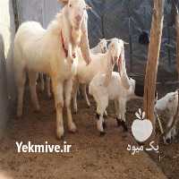 آگهی مشابه فروش بز گلابی اصیل در سبزوار در گروه گاو و گوسفند و میش و بز کهره گوساله سمینتال در یکمیوه