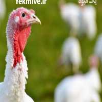 فروش جوجه بوقلمون نژاد بیوتی نیکلاس , هیبریت - طیور در تهران در گروه مرغ و خروس و بوقلمون و اردک قو قاز در یکمیوه