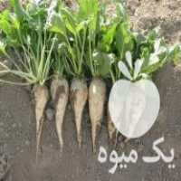 فروش بذر چغندر قند وارداتی اصل در بیستون در گروه خرید فروش بذر - انواع محصول کشاورزی گوجه کتان میوه درخت در یکمیوه