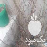 فروش نهال گل محمدی در الوند در گروه خرید فروش نهال - انواع گردو پسته بادام سلطانی انگور در یکمیوه