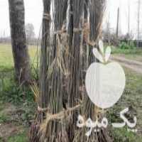 فروش نهال صنوبر در صومعه سرا در گروه خرید فروش نهال - انواع گردو پسته بادام سلطانی انگور در یکمیوه