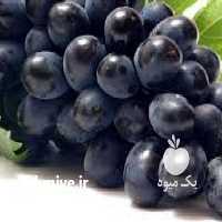 فروش نهال میوه در سمنان در گروه خرید فروش نهال - انواع گردو پسته بادام سلطانی انگور در یکمیوه