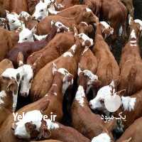 فروش گاو سیمینتال در گلستان در گروه گاو و گوسفند و میش و بز کهره گوساله سمینتال در یکمیوه
