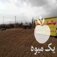 فروش نهالستان ابراهیمی در رباط در گروه خرید فروش نهال - انواع گردو پسته بادام سلطانی انگور در یکمیوه