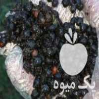 فروش بذر درخت پالم در تنکابن در گروه خرید فروش بذر - انواع محصول کشاورزی گوجه کتان میوه درخت در یکمیوه