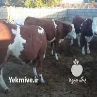 فروش گاو سیمینتال و هلشتای در آق قلا در گروه گاو و گوسفند و میش و بز کهره گوساله سمینتال در یکمیوه