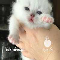 فروش گربه اسکاتیش فولد در کرج در گروه سگ و گربه _ نگهبان هاسکی ژرمن دوبرمن سرابی در یکمیوه