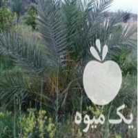 فروش نخل و نهال مرکبات خانگی در یزد در گروه خرید فروش نهال - انواع گردو پسته بادام سلطانی انگور در یکمیوه