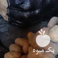 فروش سیب زمینی آگریا در اردبیل در گروه خرید فروش عمده سیب زمینی - زودرس دیررس آگریا اسپریت اردبیل همدان در یکمیوه