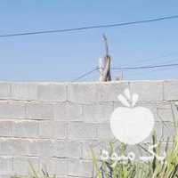 فروش پاجوش نخل خرما در جهرم در گروه خرید فروش عمده خرما - کبکاب تازه زاهدی خشک خارک در یکمیوه