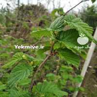 فروش نهال فندق در کرج در گروه خرید فروش نهال - انواع گردو پسته بادام سلطانی انگور در یکمیوه