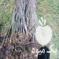 فروش نهال کبوده شیرازی ریشه دار با بهترین کیفیت در شهرکرد در گروه خرید فروش نهال - انواع گردو پسته بادام سلطانی انگور در یکمیوه