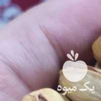 فروش پسته و زعفران ناب در تهران در گروه خرید فروش عمده زعفران - قائنات قیمت خراسان بهرامن گرم در یکمیوه