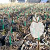 فروش نهال کیوی هایوارد در تنکابن در گروه خرید فروش نهال - انواع گردو پسته بادام سلطانی انگور در یکمیوه