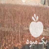 فروش نهال پاکتی پسته در رفسنجان در گروه خرید فروش نهال - انواع گردو پسته بادام سلطانی انگور در یکمیوه