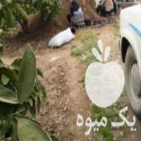 فروش نهال سیاه ریشه سایکینگ در سورک در گروه خرید فروش نهال - انواع گردو پسته بادام سلطانی انگور در یکمیوه